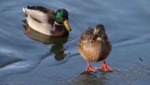 Duck-unit sa zlepšil a zhromaždil veľkú spoločnosť na sviatok